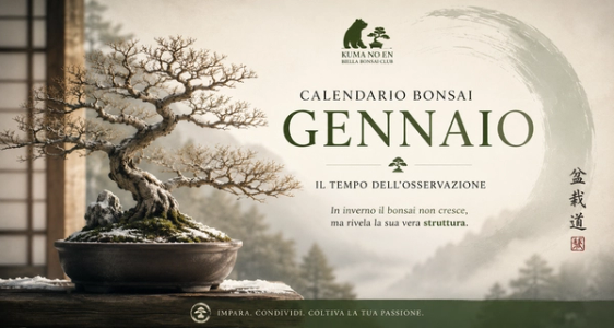 Calendario Bonsai di Gennaio