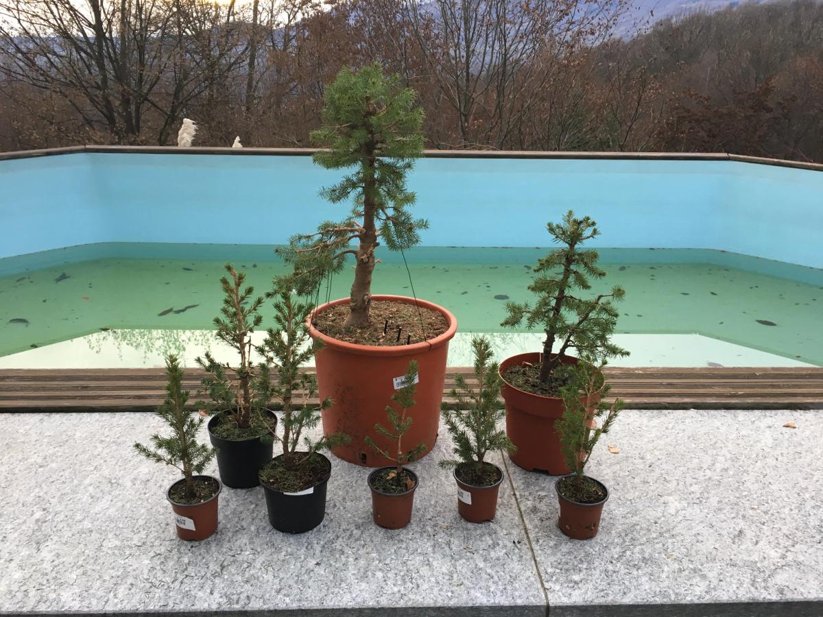 Bosco di abeti bonsai — Prima
