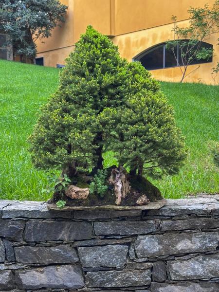 Bosco di abeti bonsai