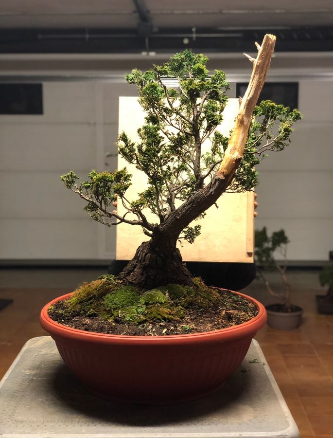 La seconda vita di un Hinoki — Prima