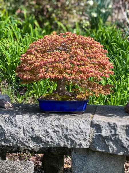Acer Palmatum Kiyohime