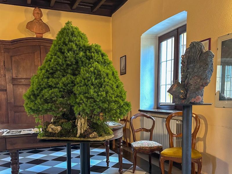 Alchimie a Graglia. Quando bonsai e ceramica iniziano a dialogare