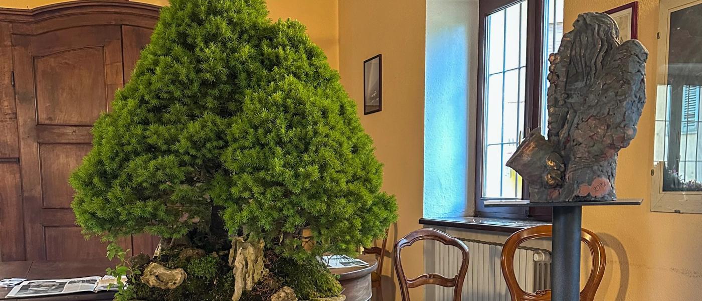 Alchimie a Graglia. Quando bonsai e ceramica iniziano a dialogare