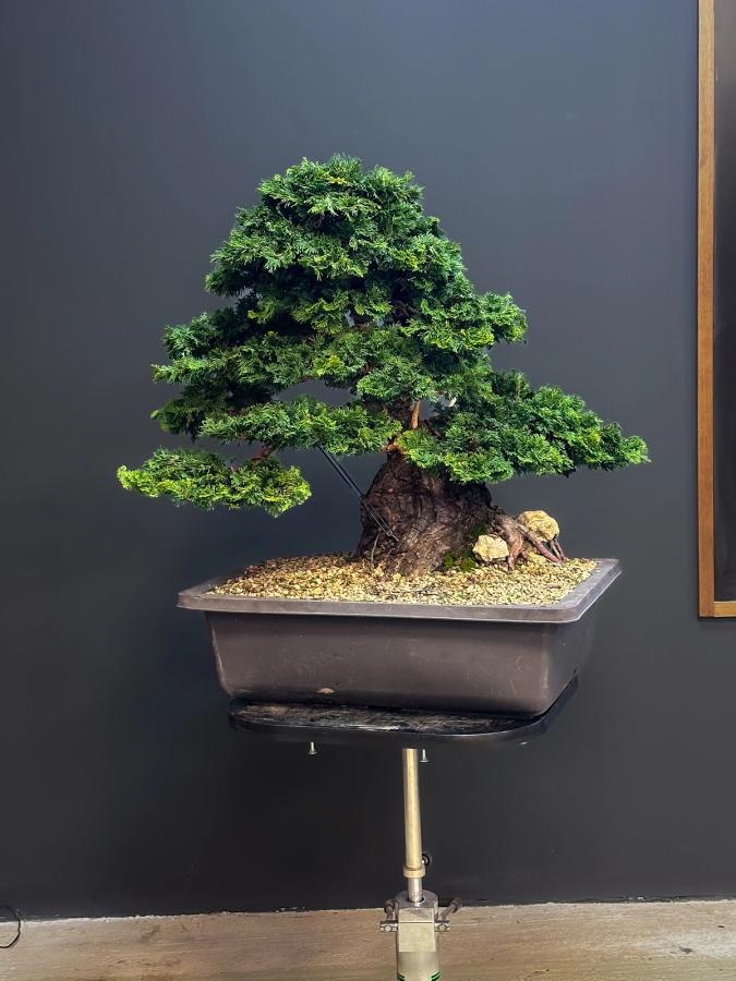 La seconda vita di un Hinoki — Dopo