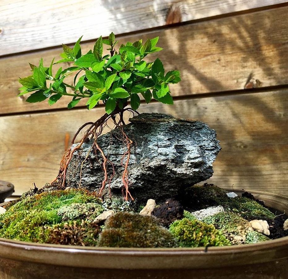 Spirea Bonsai su roccia — Prima