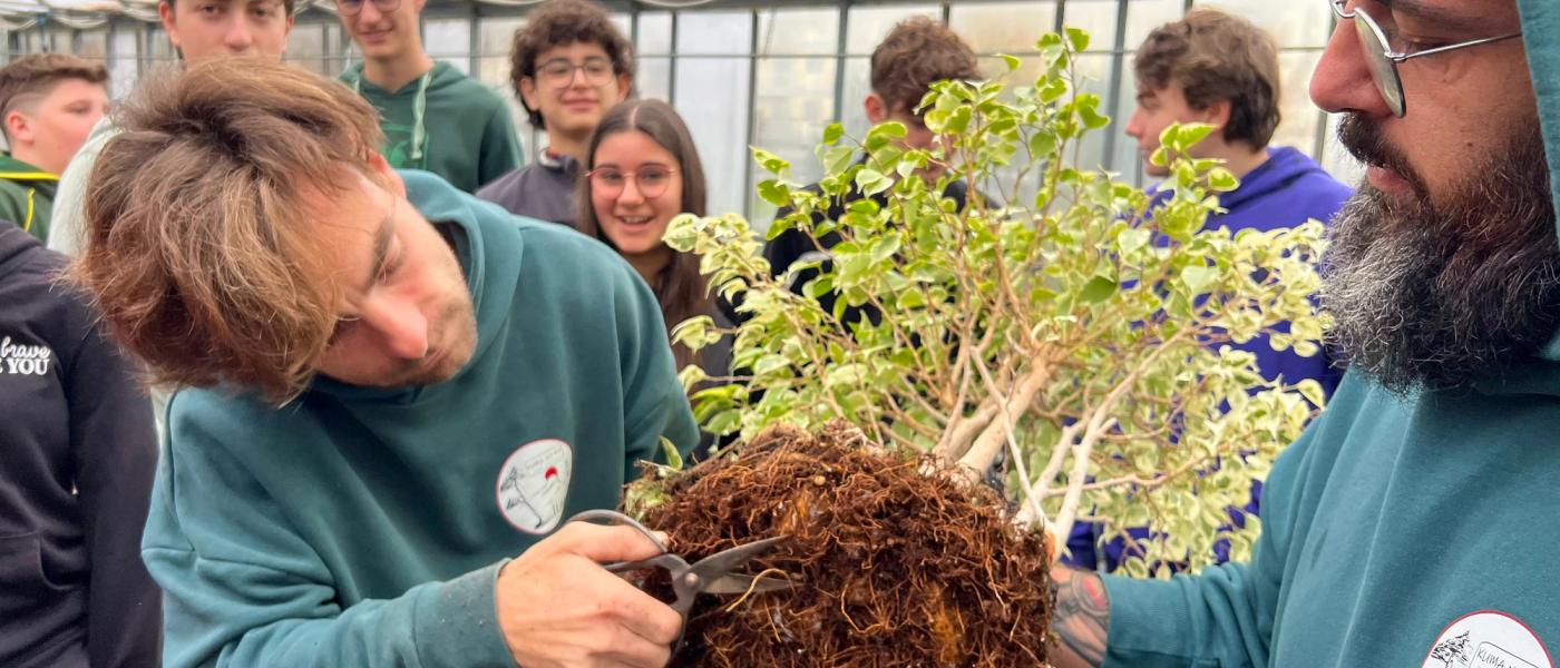 Perché iscriversi a un club bonsai a Biella cambia davvero il tuo percorso