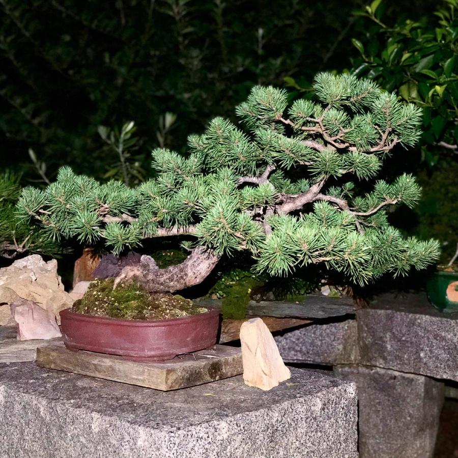 Evoluzione di un pino silvestre yamadori — Prima