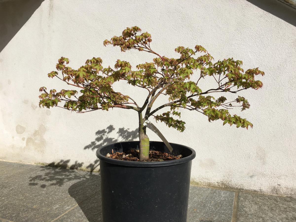 Acer Palmatum Kiyohime — Prima