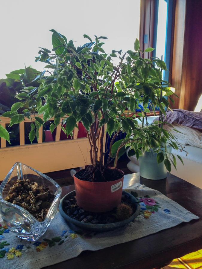 Ficus Benjamin Sunlight — Prima