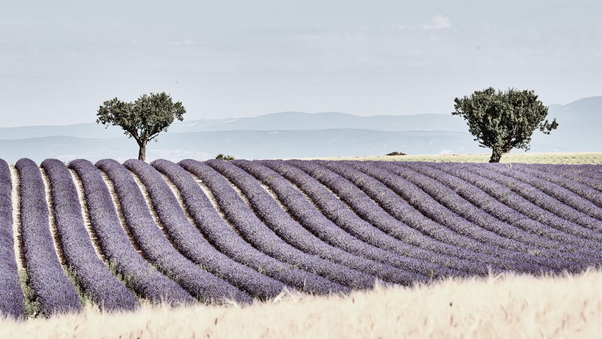 Provence: Buying Exceptional Character Properties in Southern France