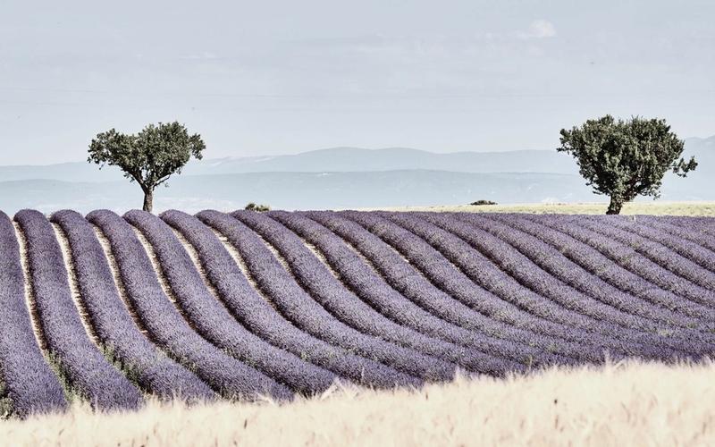 Provence: Buying Exceptional Character Properties in Southern France