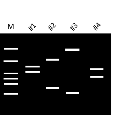 White horizontal bars arranged irregularly against a black background, resembling a gel electrophoresis result.
