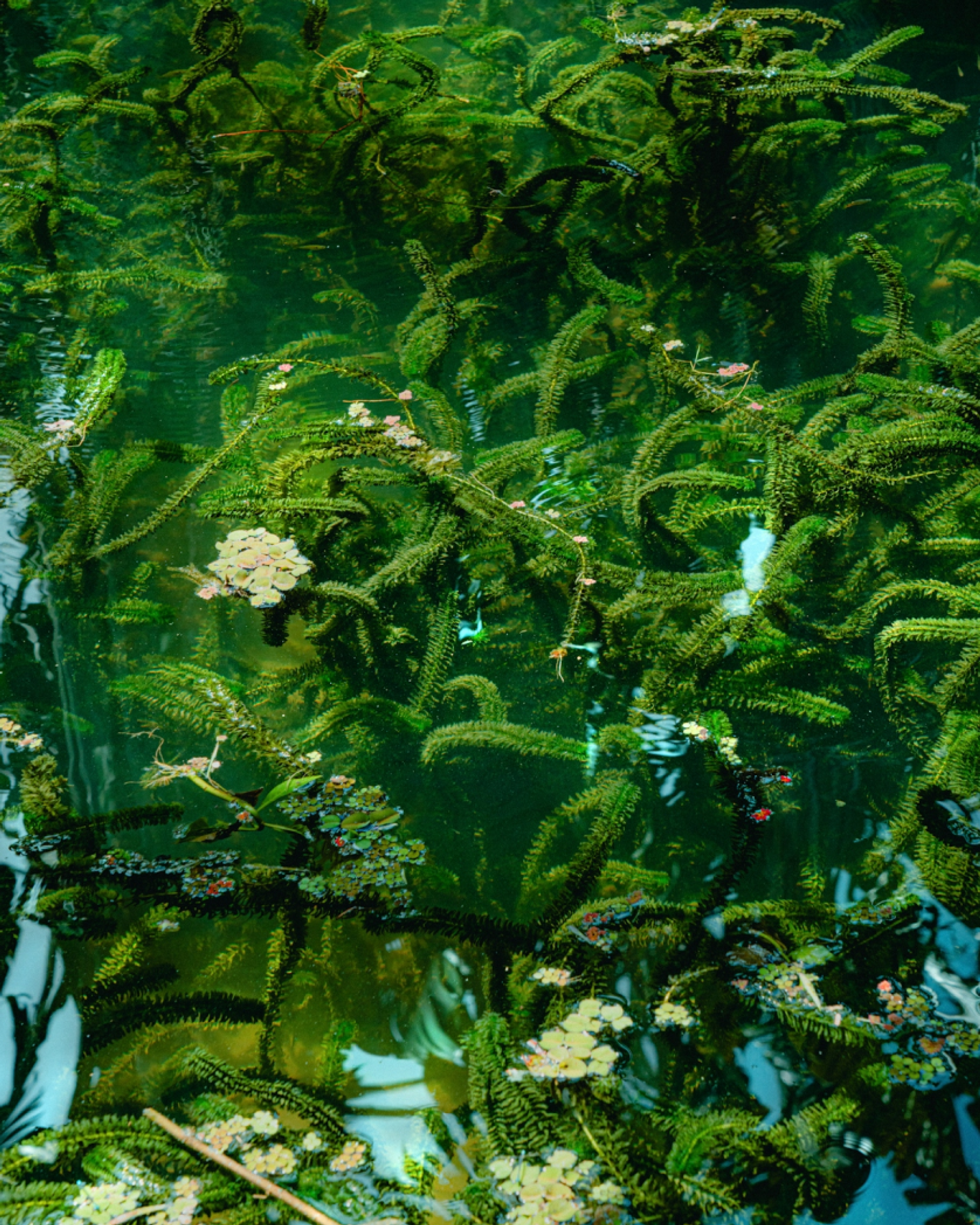 Green aquatic plants in clear, pure water