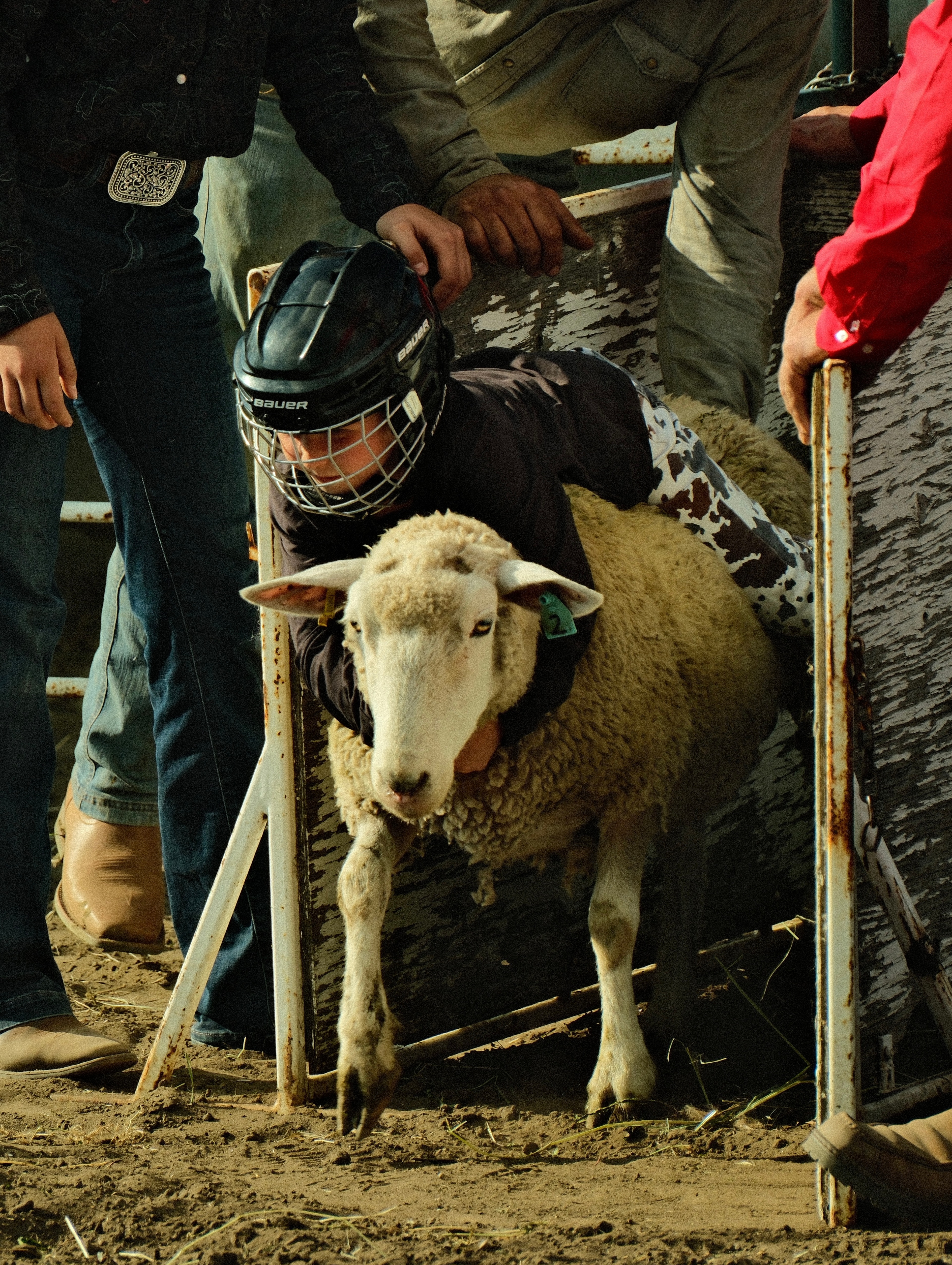 A young rider wearing a protective helmet prepares to ride a sheep during a mutton busting event at Rimey Alberta rodeo.