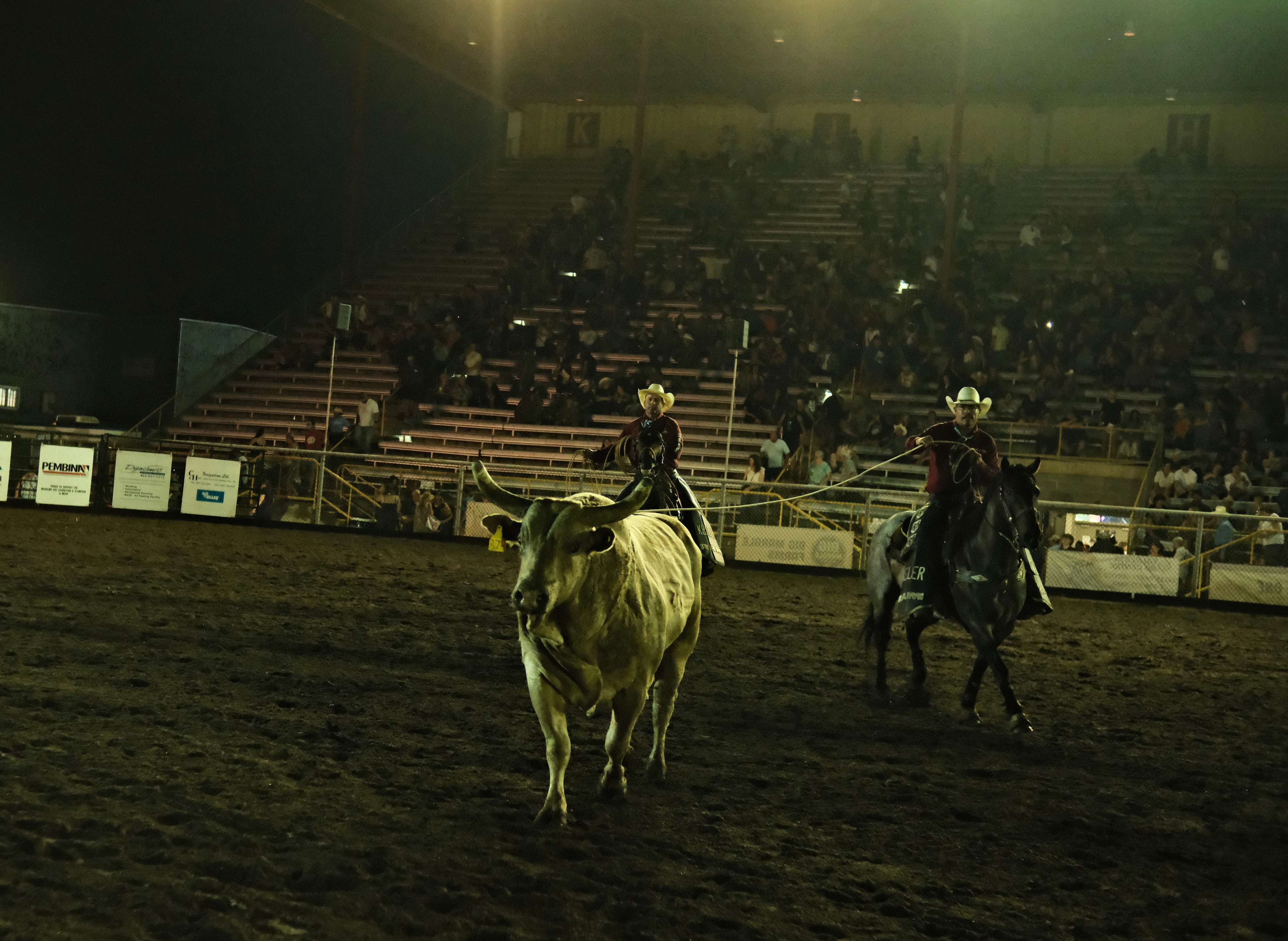 Cowboys on horseback pursue a steer during a roping event at the Medicine Hat rodeo in Alberta.