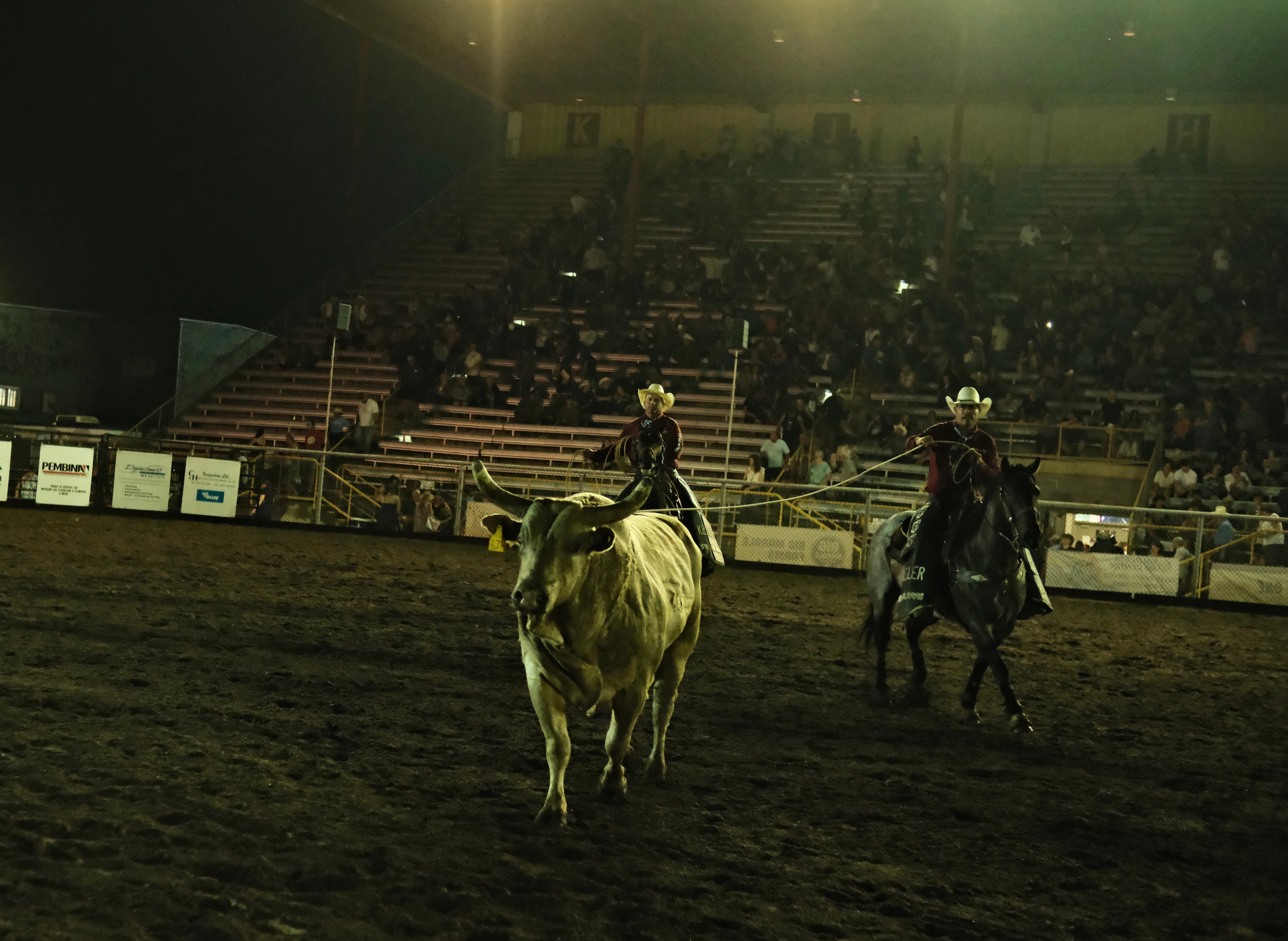 Cowboys on horseback pursue a steer during a roping event at the Medicine Hat rodeo in Alberta.