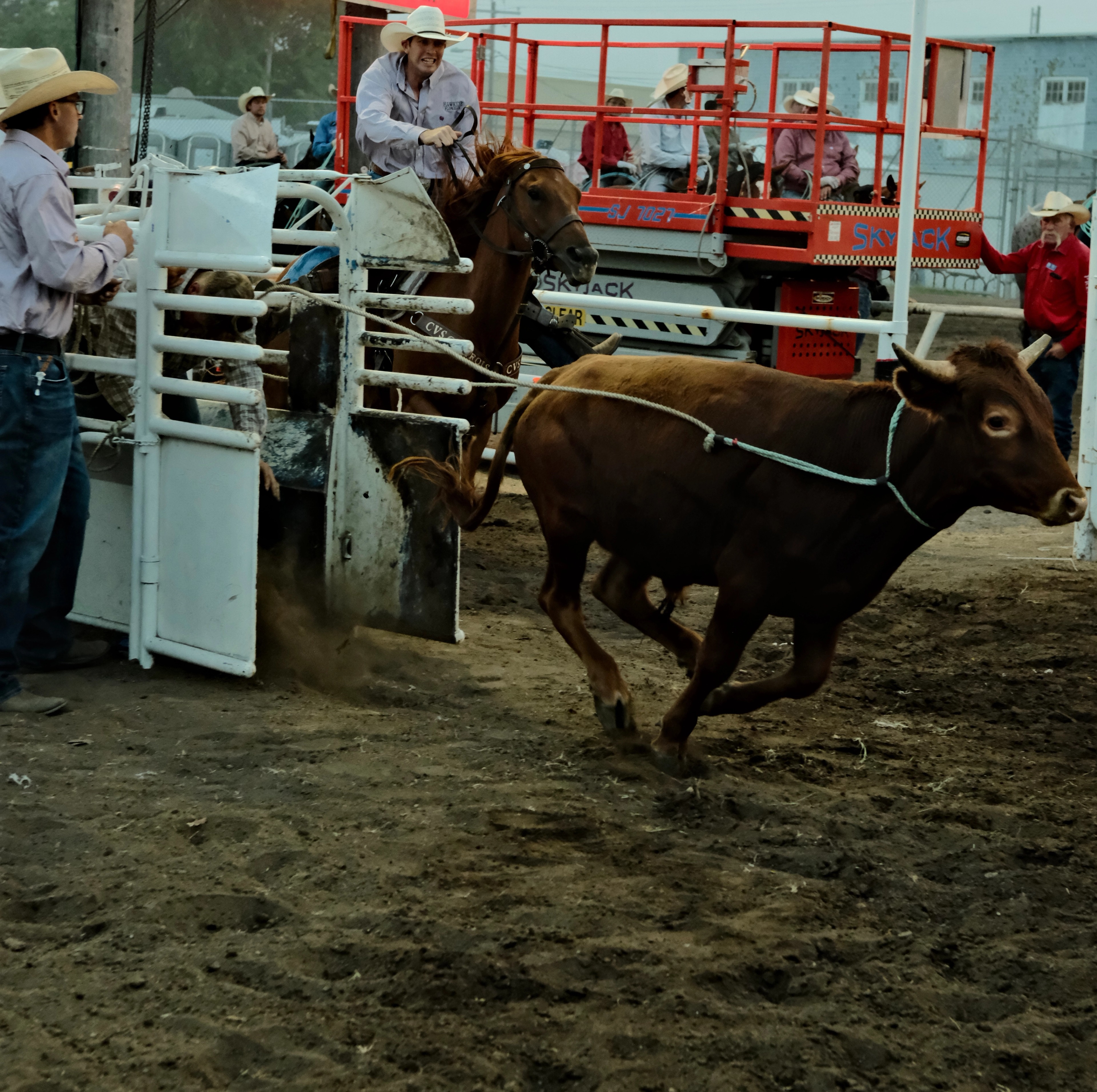 A roper on horseback chases a steer out of the chute during a rodeo in Medicine Hat, Alberta.