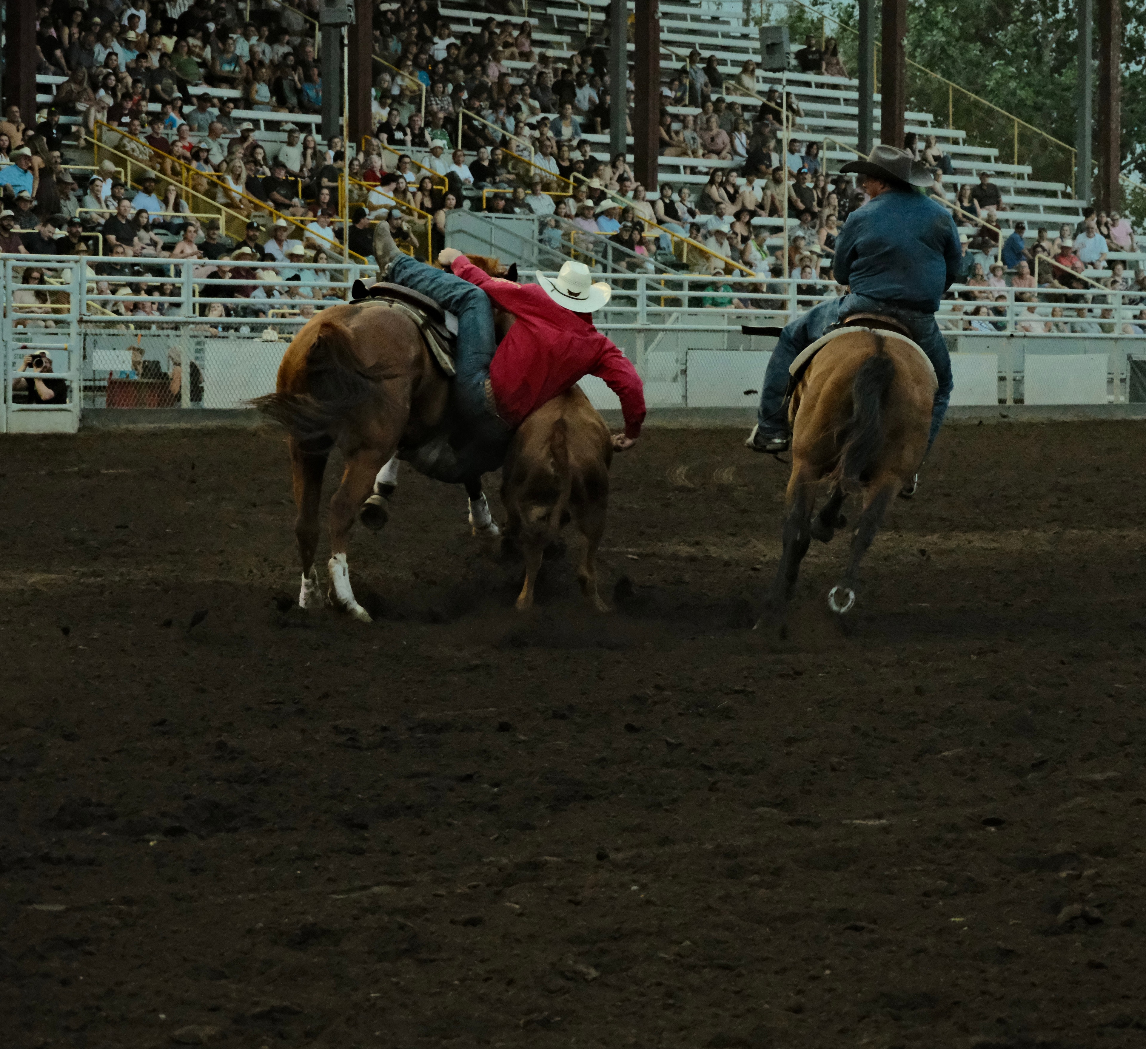 A steer wrestler leans from his horse toward a steer while a hazer rides alongside during a rodeo in Medicine Hat, Alberta