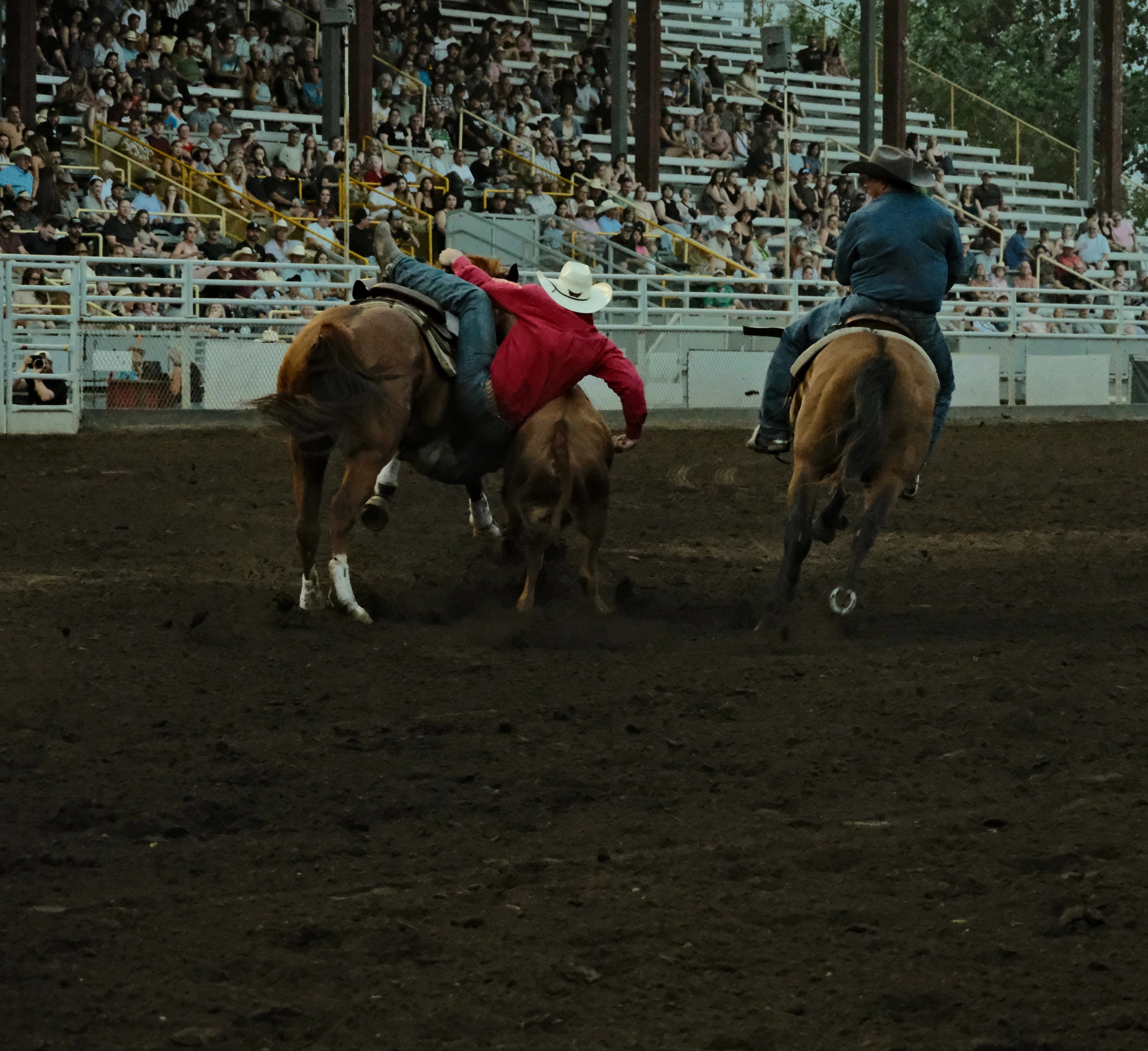 A steer wrestler leans from his horse toward a steer while a hazer rides alongside during a rodeo in Medicine Hat, Alberta