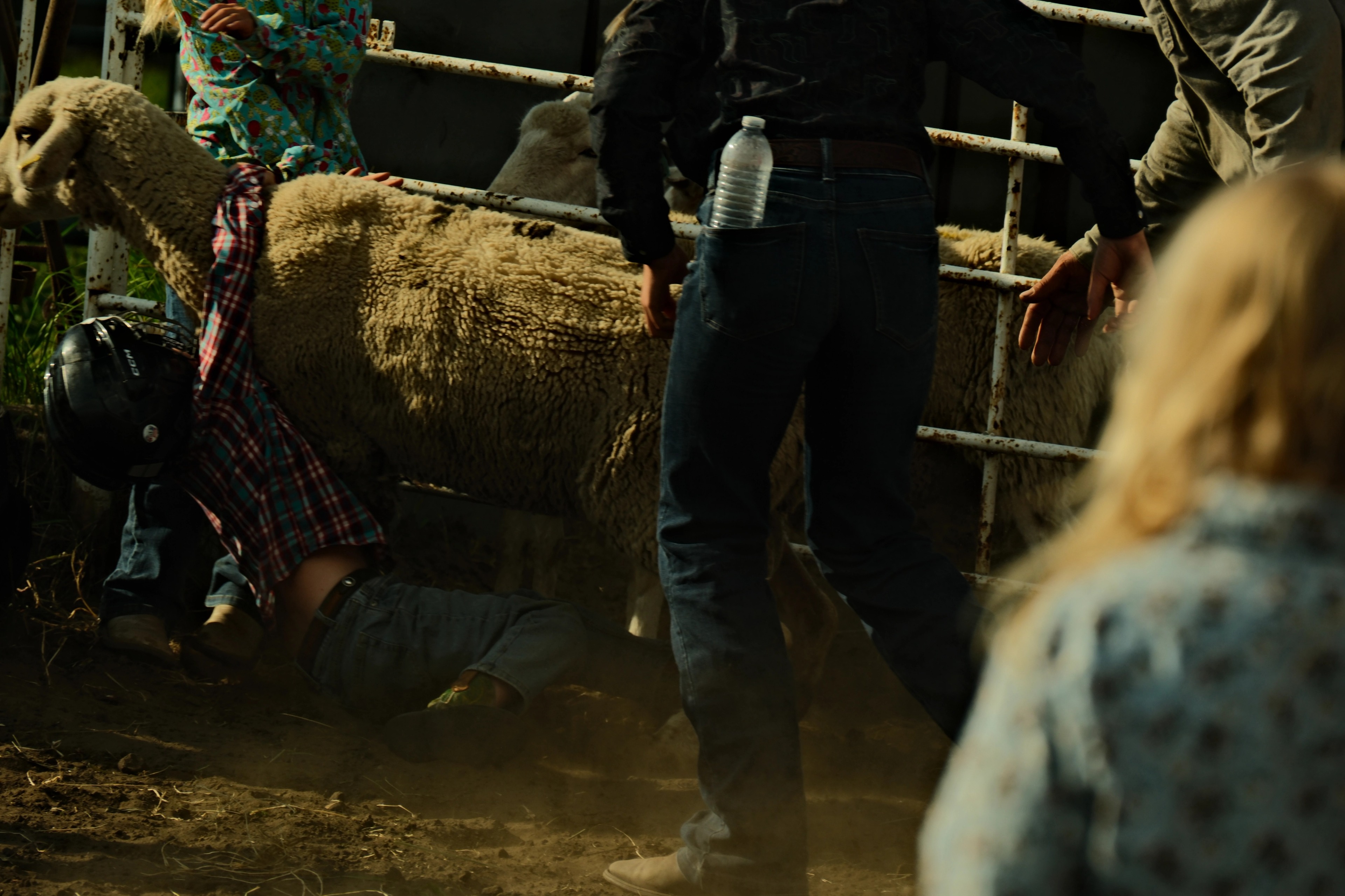 A rodeo competitor falls beside livestock during the action at Rimbey Rodeo, Alberta.