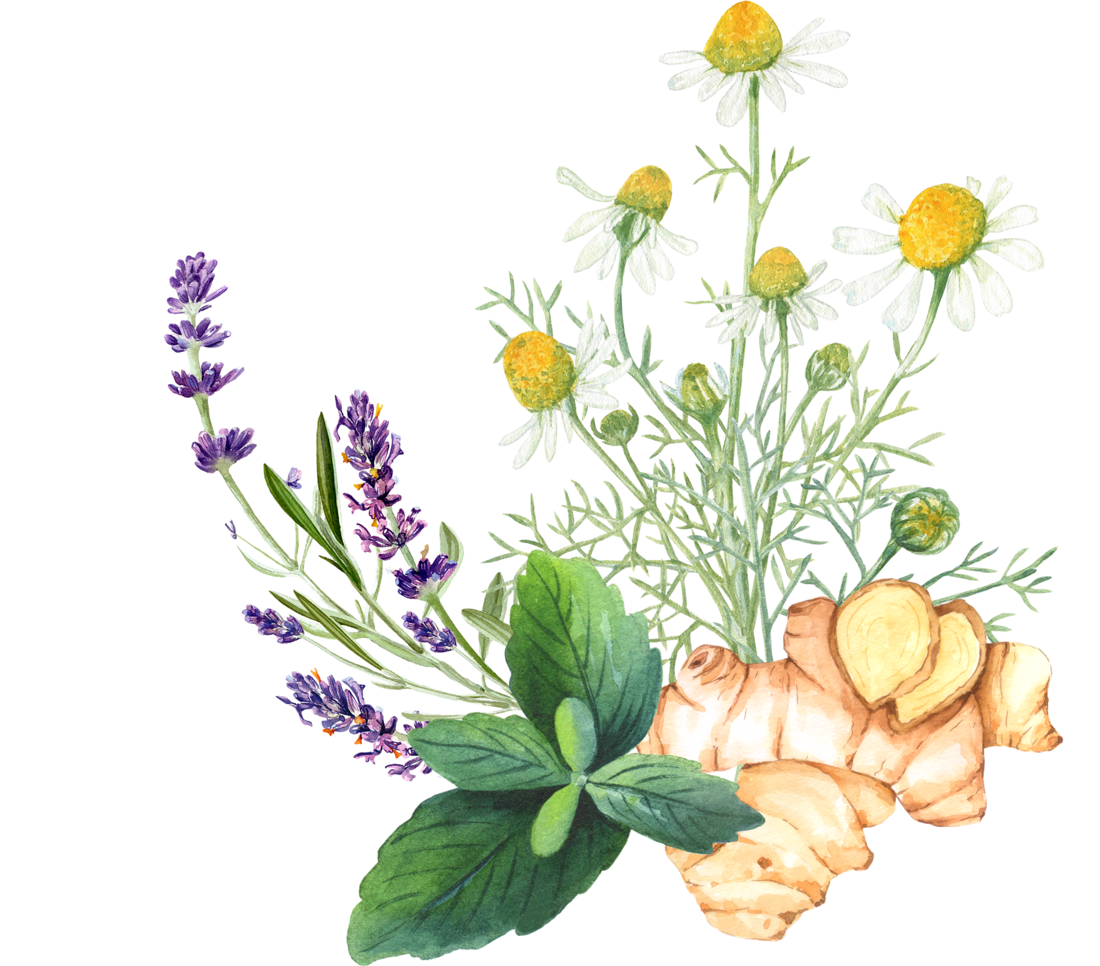 illustrations of herbs