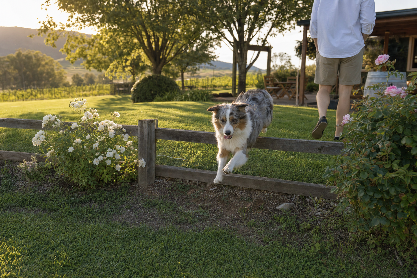 Pet-Friendly Accommodation in Australia: A Complete Guide