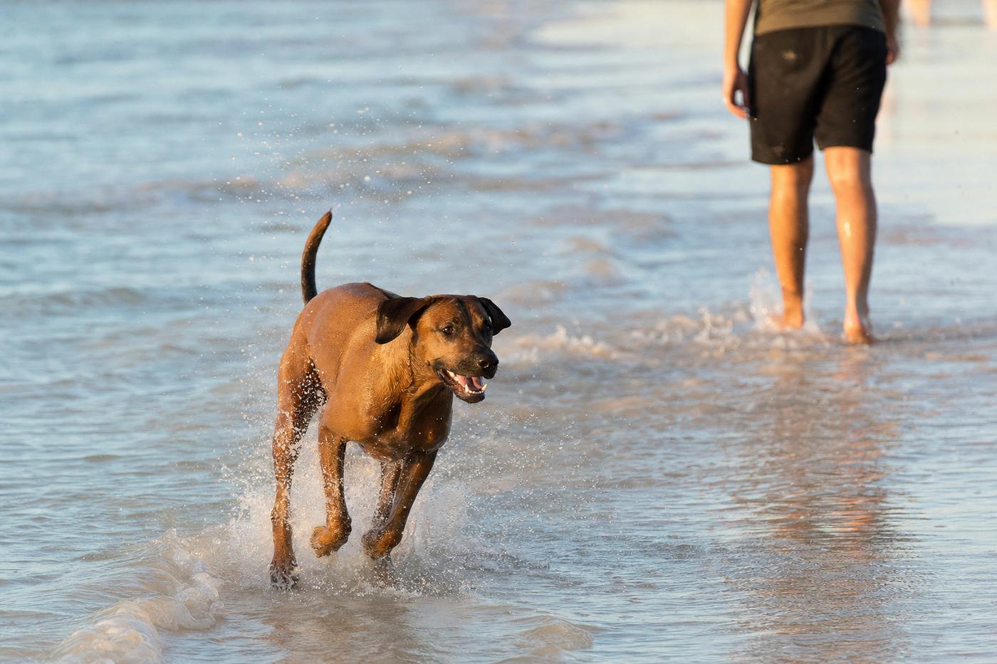 Dog-Friendly Beaches in Western Australia: Complete Guide