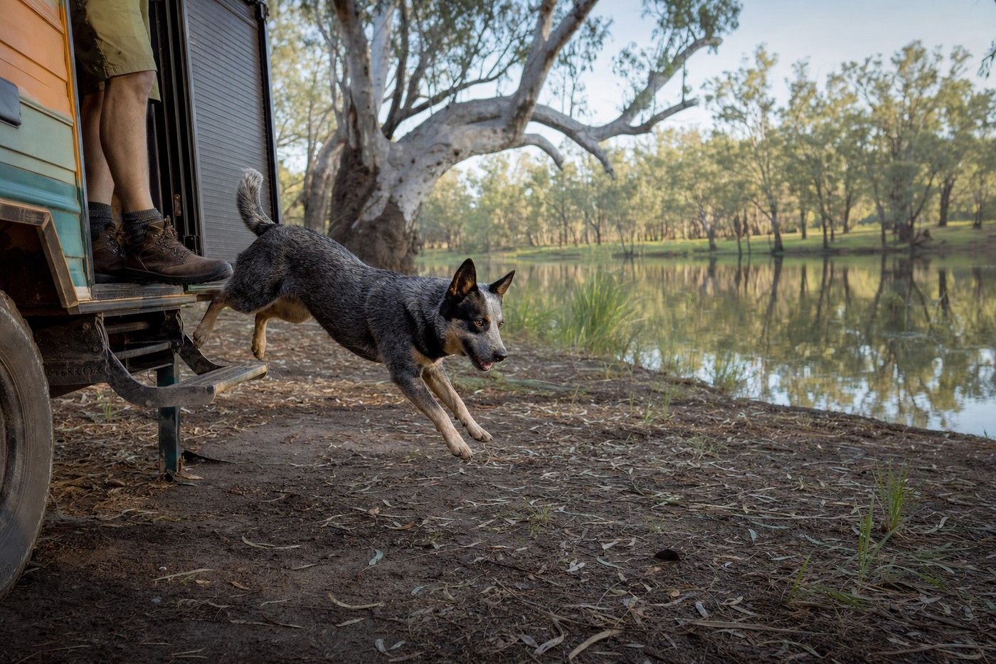 Caravanning Australia with a dog