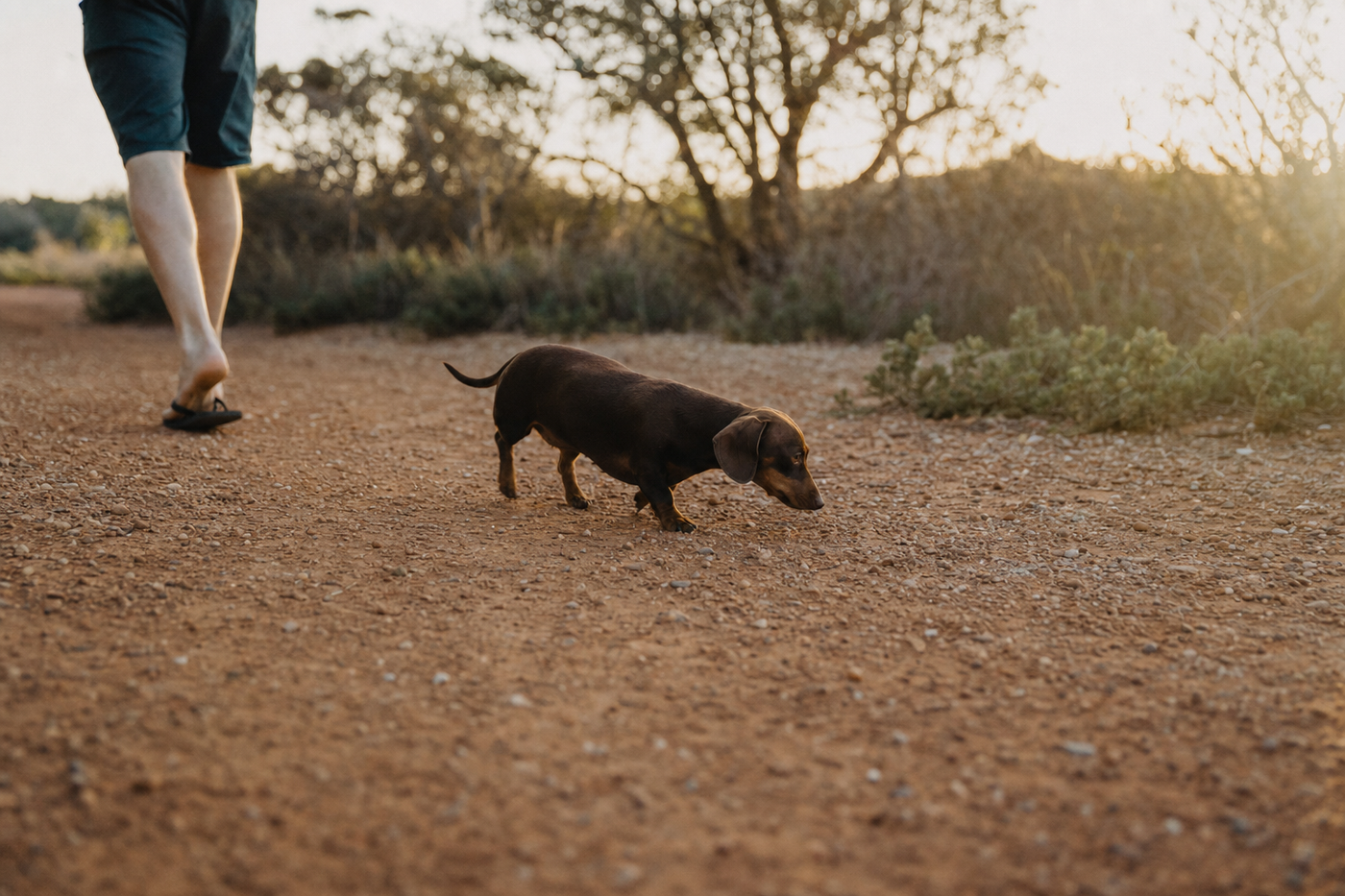 How to find genuinely pet friendly accommodation in Australia