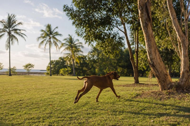 Off-Leash Dog Parks Darwin | Guide