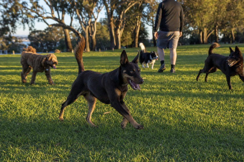 Off-Leash Dog Parks Perth | Complete Guide