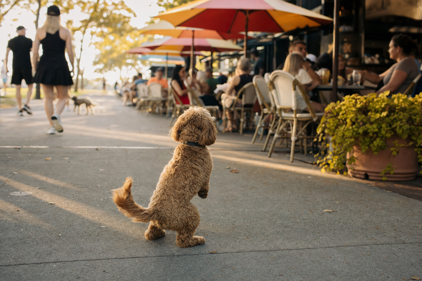 Dog-Friendly Cafes in Brisbane: Best Spots by Suburb