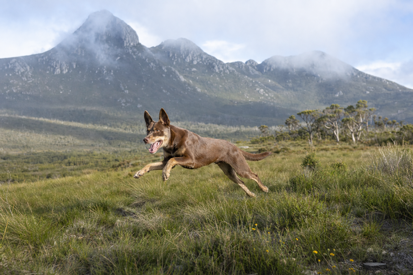 Dog-Friendly Albany and the Great Southern