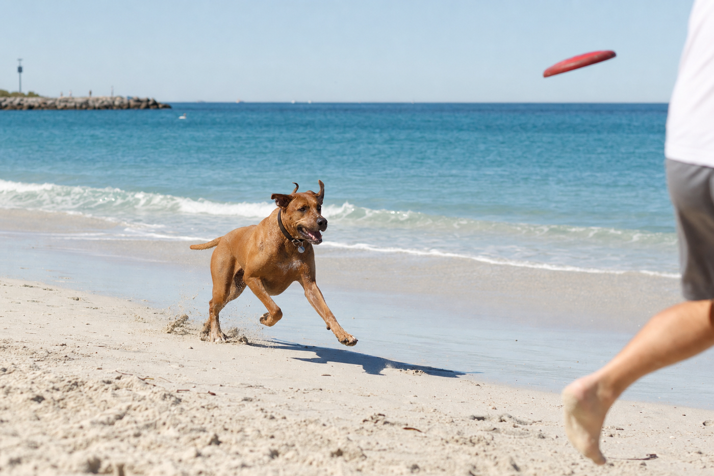 Dog friendly Perth: the complete guide