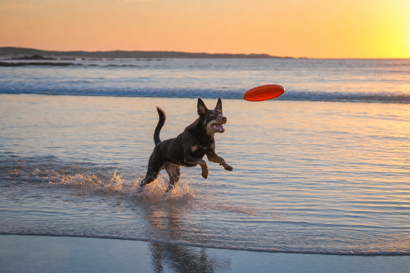 New Year With Your Dog: Pet-Friendly Options Around Australia