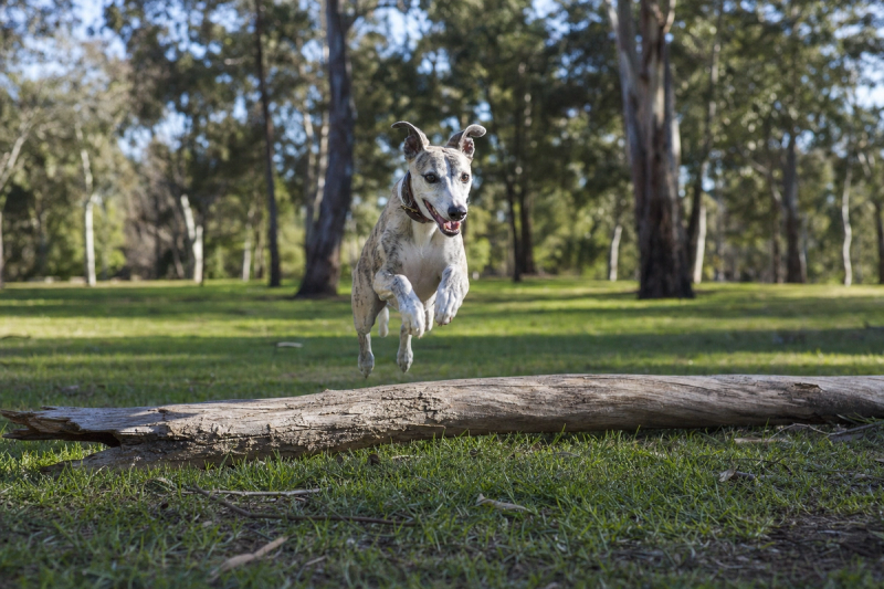 Off-Leash Dog Parks Adelaide | Complete Guide