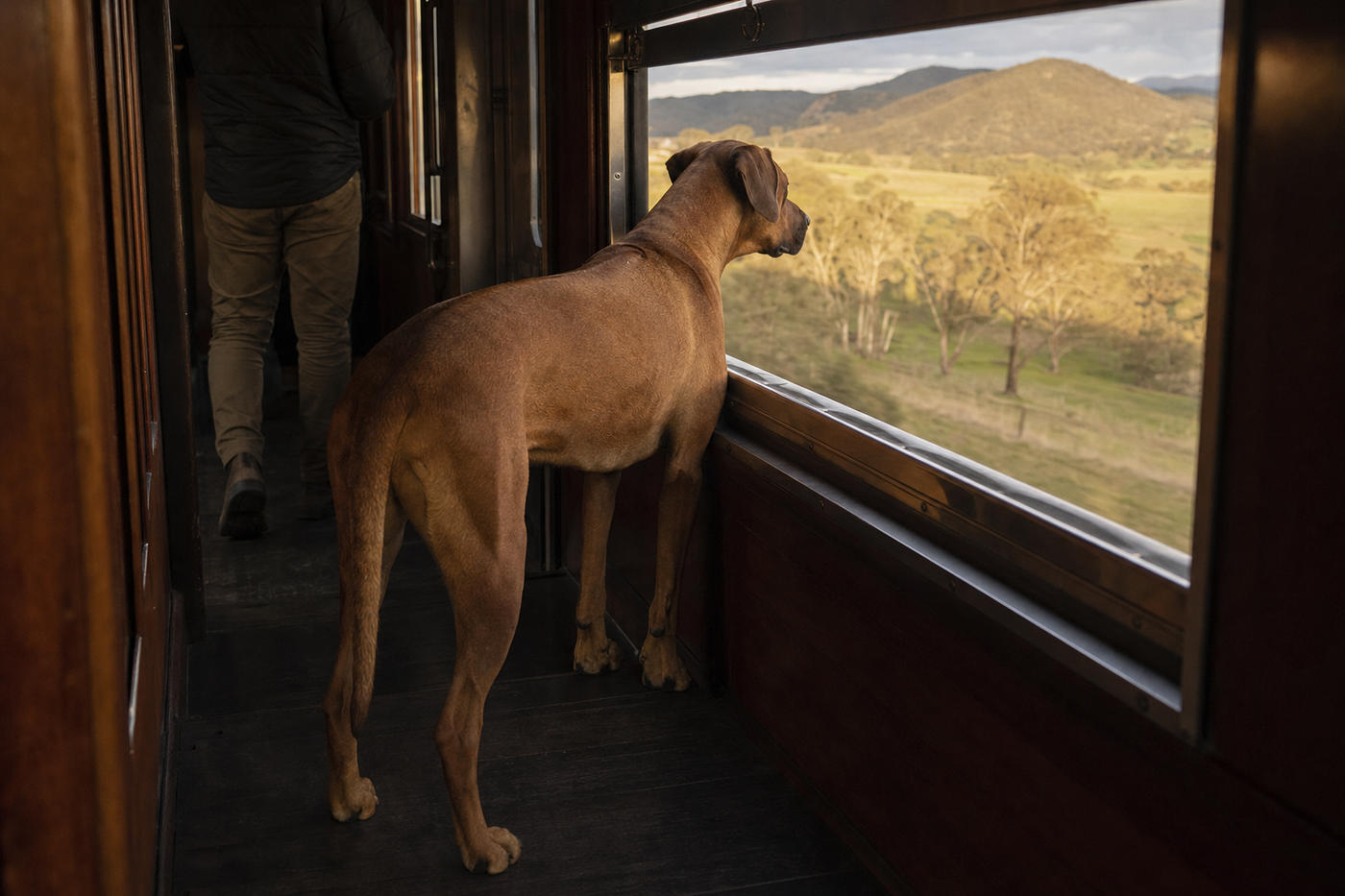 Pet Travel on Trains in Australia: Rules by State