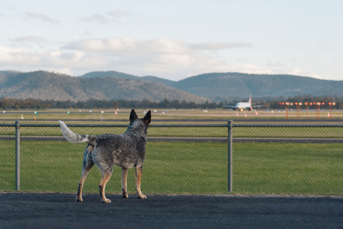 Rex Airlines Pet Policy: Traveling With Pets on Regional Flights