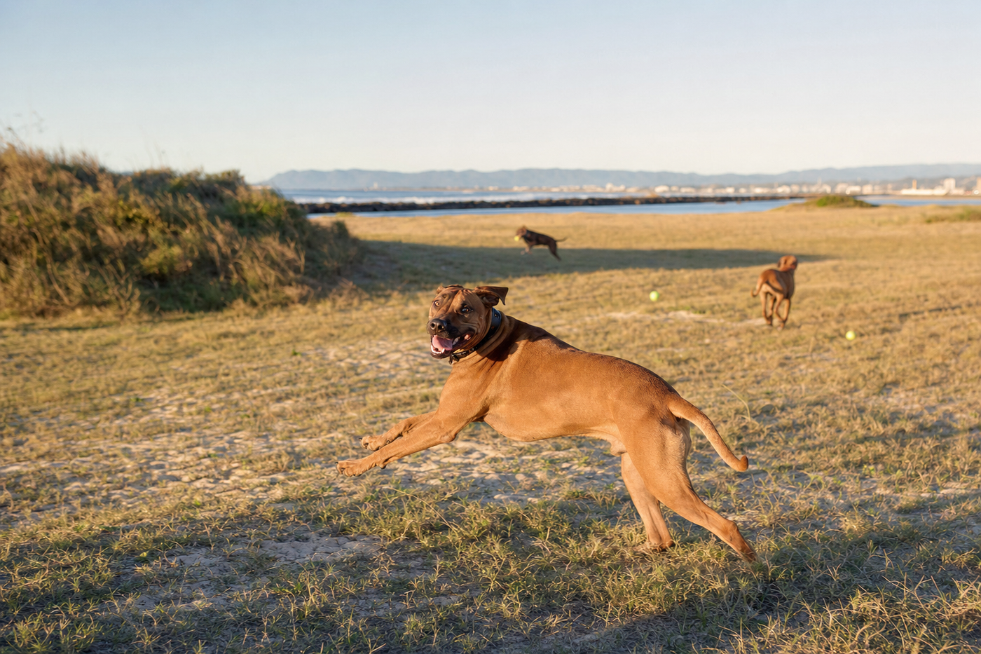 Off-Leash Dog Parks in Gold Coast: Complete Guide