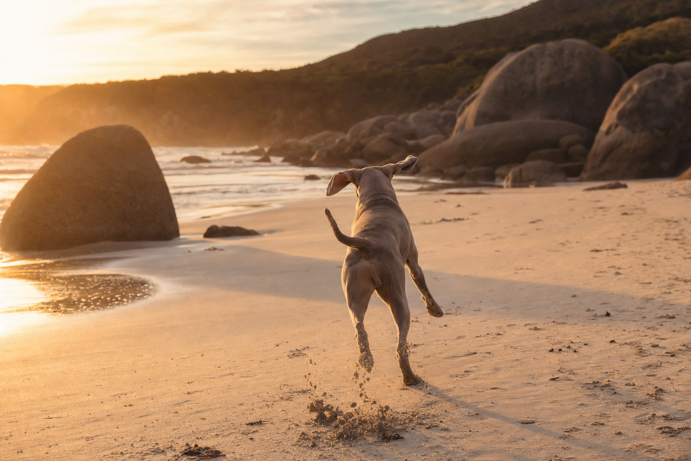 The best dog friendly beaches in Victoria