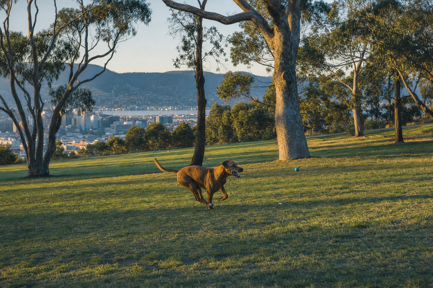 Off-Leash Dog Parks in Hobart: Complete Guide