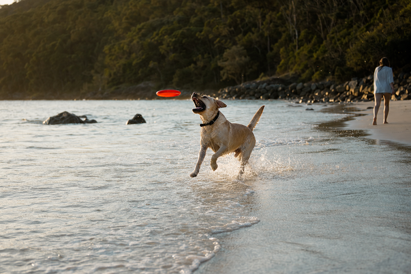 Travelling Australia with a Labrador