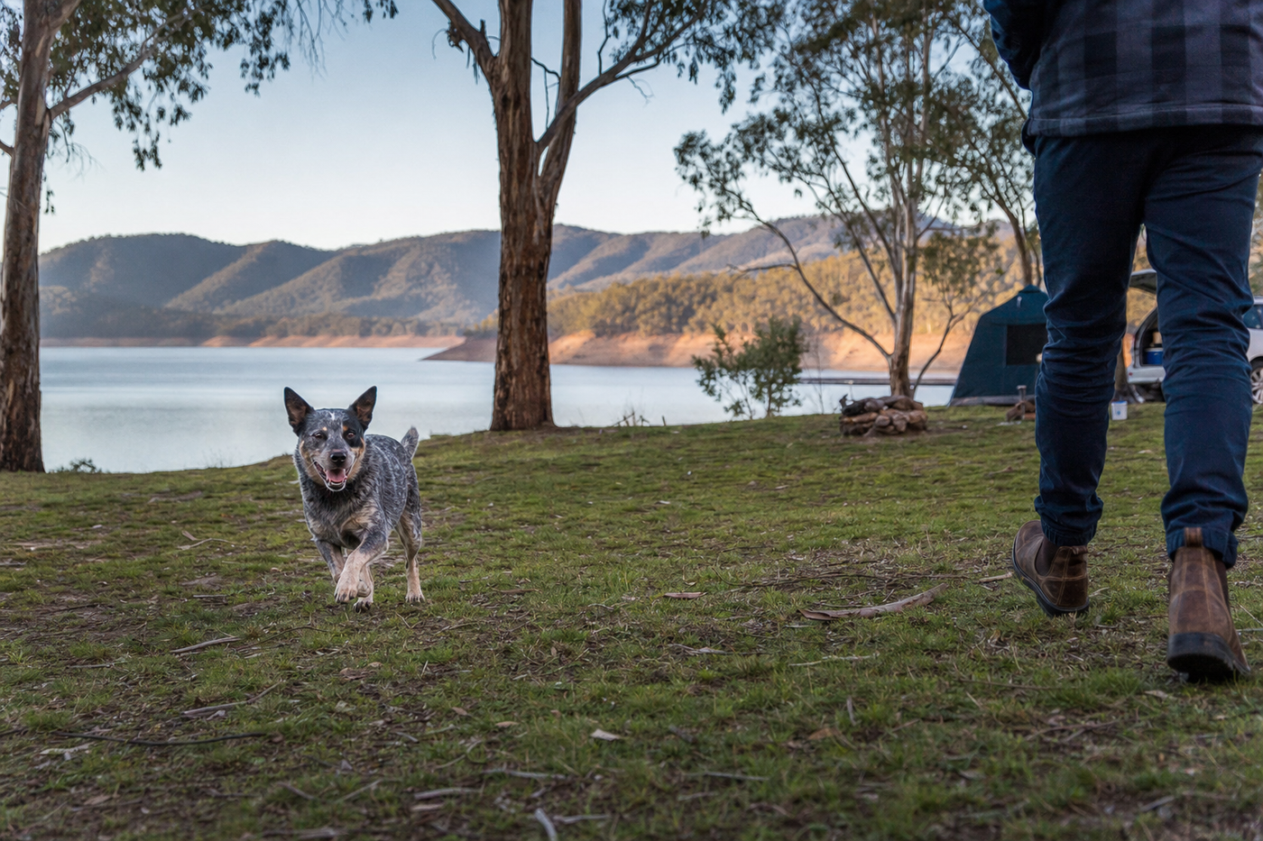 Free Camping in Australia With Dogs: How to Find the Best Spots