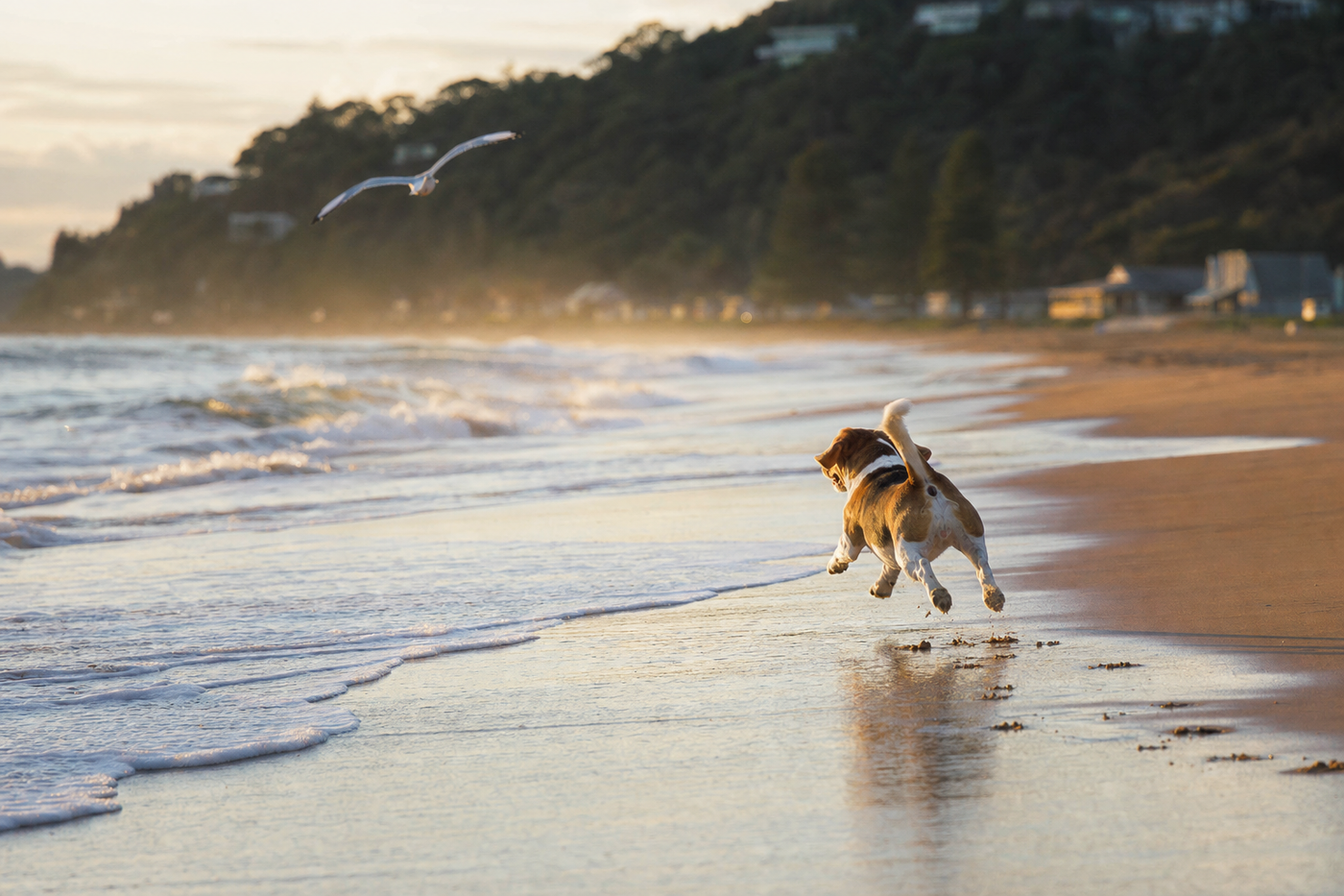 Dog-Friendly Beaches Near Sydney: Best Options Within 1 Hour