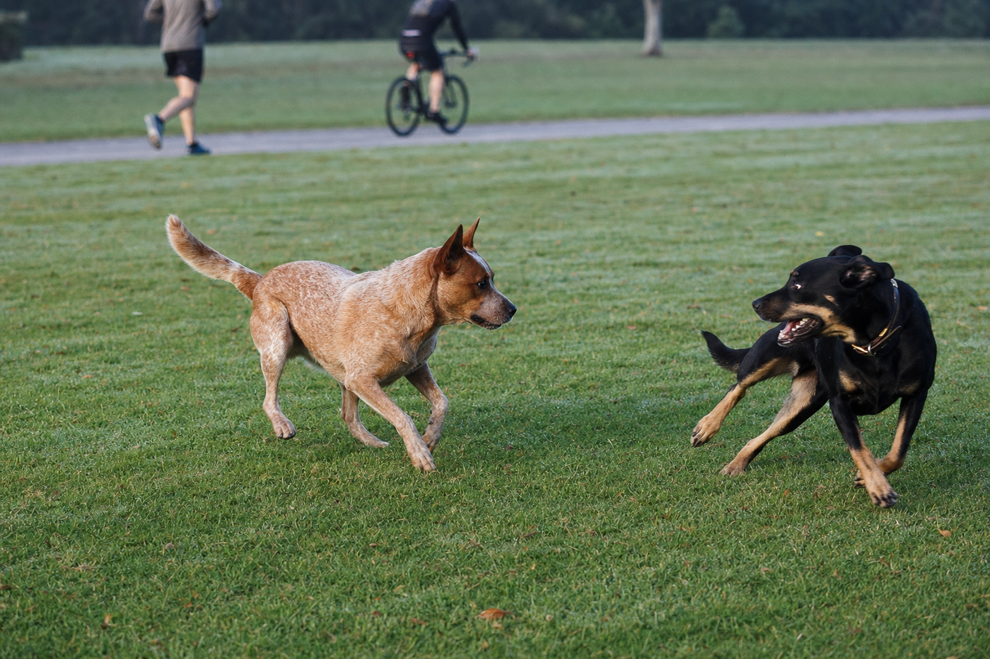 Dog Attacks While Traveling: Your Rights and Responsibilities