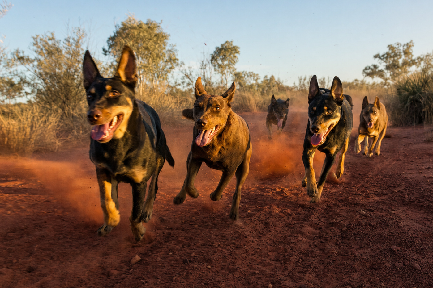 Traveling With Multiple Dogs: Managing the Pack on the Road