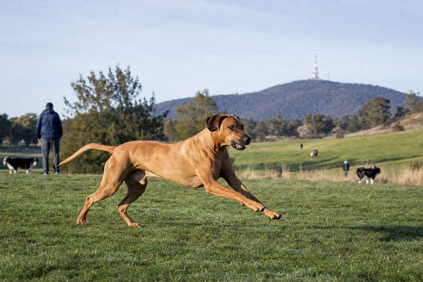 Off-Leash Dog Parks in Canberra: Complete Guide