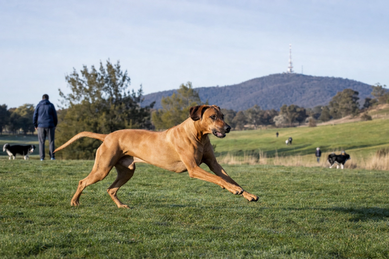 Off-Leash Dog Parks Canberra | Complete Guide