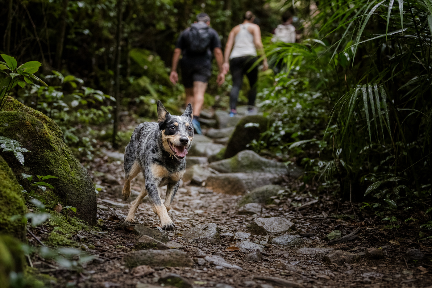 Pet Travel Laws in Queensland: What Dog Owners Need to Know