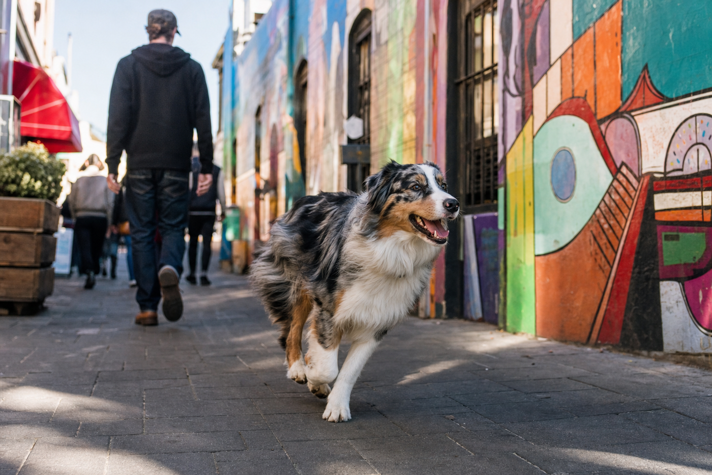 Dog-Friendly Fremantle: Markets, Beaches and Cafes